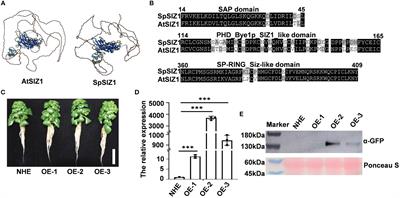 SpSIZ1 from hyperaccumulator Sedum plumbizincicola orchestrates SpABI5 to fine-tune cadmium tolerance